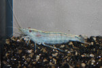 Caridina Japonica